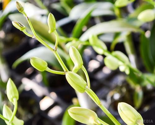 Один из способов стимулировать цветение - не «шокировать» орхидею: сократить полив или переставить горшок с растением в более прохладное место