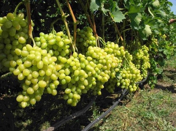 Если вам жалко просто так выбрасывать косточки от вкусных виноградин, и хочется вырастить из них полноценные виноградные кусты, узнайте больше, как реализовать эту идею