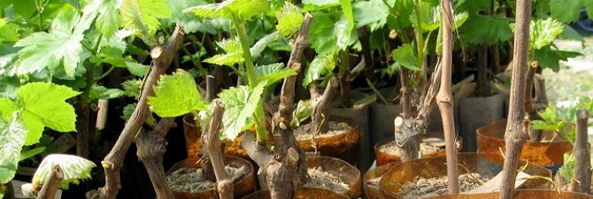 Предисловие   Размножение винограда черенками - достаточно распространенный способ расширения плантации или распространение удачного сорта среди соседей